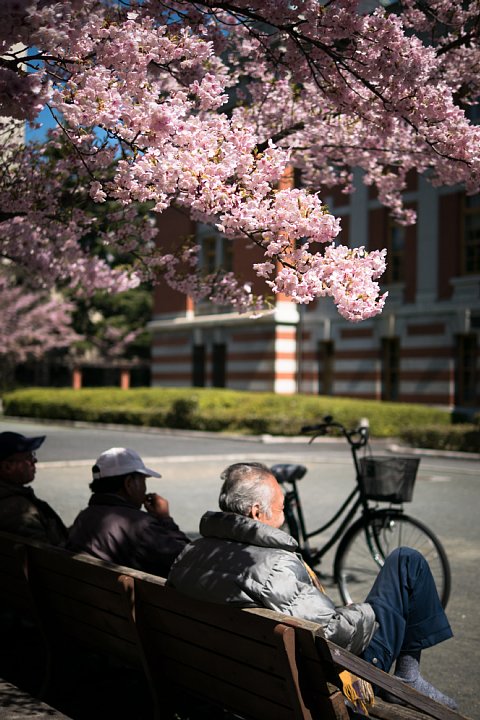 桜満開の旧地方裁判所_d0353489_21335254.jpg