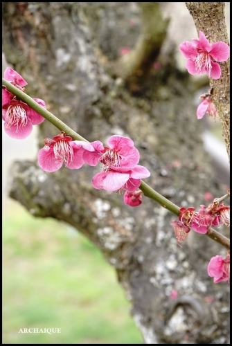 ** 梅は咲いたか~ 桜も咲いたよ~ **_c0207890_17503309.jpg