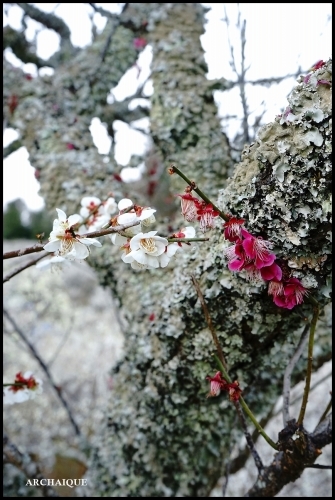 ** 梅は咲いたか~ 桜も咲いたよ~ **_c0207890_17504517.jpg