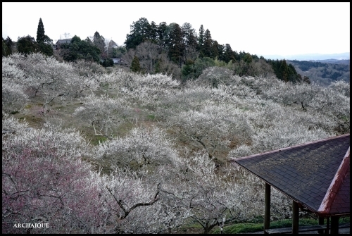 ** 梅は咲いたか~ 桜も咲いたよ~ **_c0207890_17505826.jpg