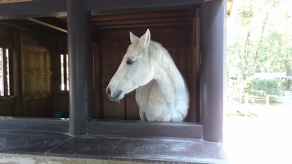 初めての出会い in 伊勢神宮_e0117398_23131070.jpg
