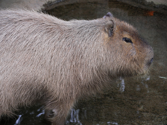 今年2度目の水族館_b0016600_2218656.jpg