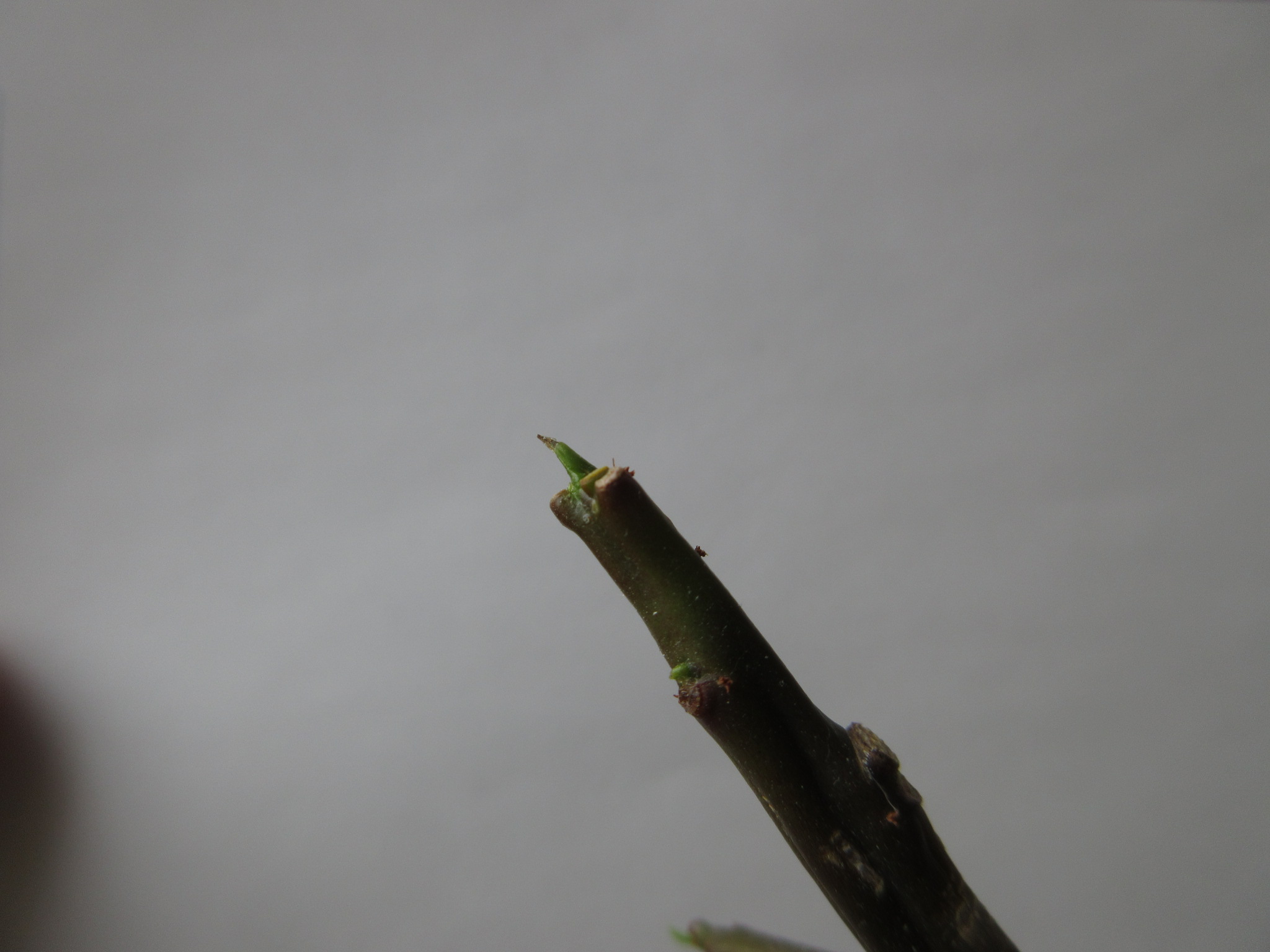a0203003_21111279.jpg