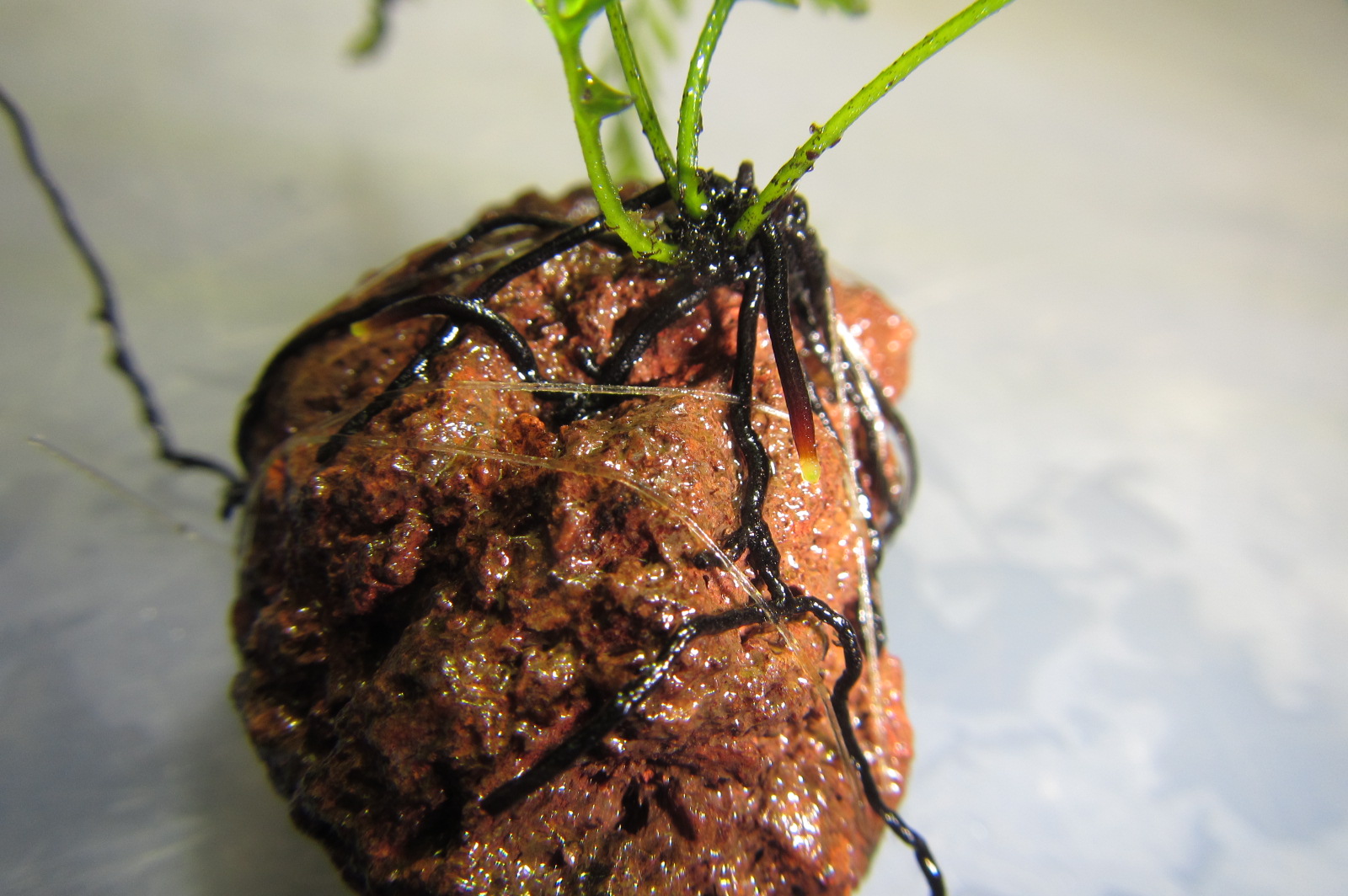 ブレクナム obtusatum var. francii TypeB 子株側（Blechnum