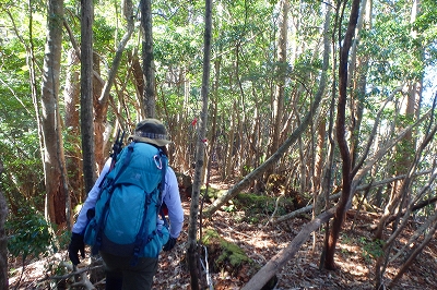 洞が岳~茂見山~京丈山周回_f0193521_12581115.jpg