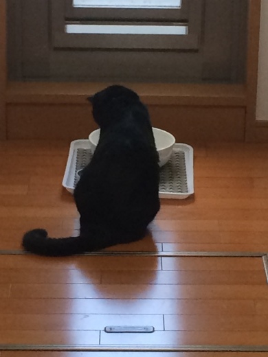 Ibd猫のキャットフード事情 Cat Food For Feline Ibd What Will Happen Next Ibd猫のキャットフード事情 Cat Food For Feline Ibd What Will Happen Next