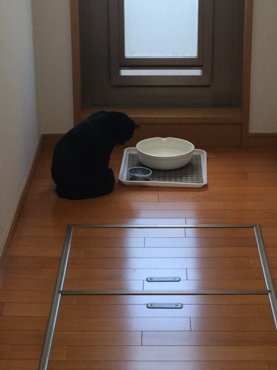 Ibd猫のキャットフード事情 Cat Food For Feline Ibd What Will Happen Next