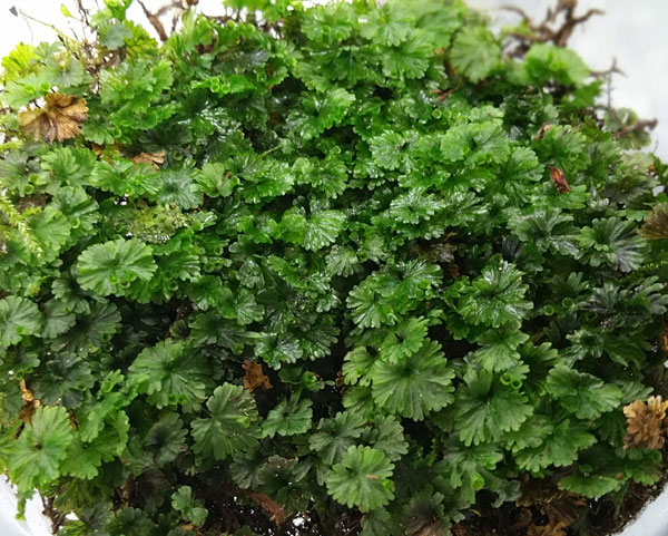 e0190138_026649.jpg