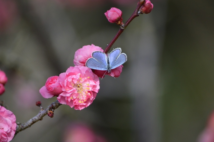 ツバメシジミと梅の花 3月13日_d0254540_15573578.jpg
