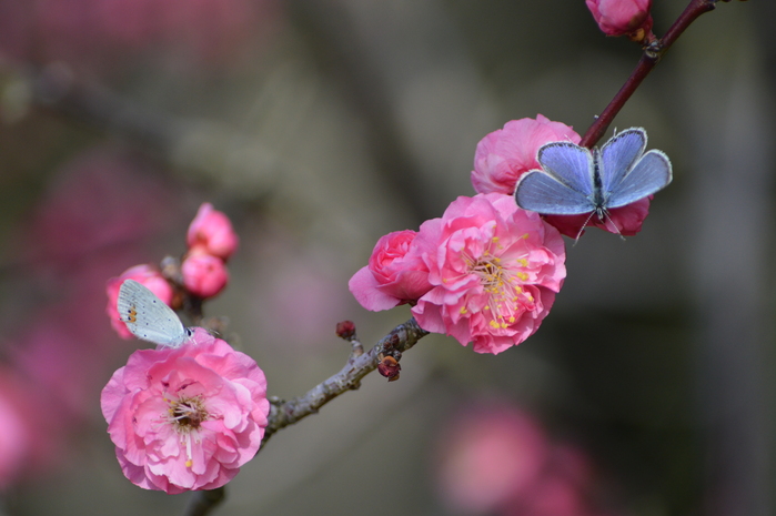 ツバメシジミと梅の花 3月13日_d0254540_15582151.jpg