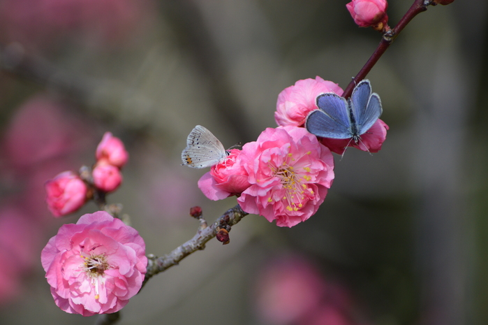 ツバメシジミと梅の花 3月13日_d0254540_15584065.jpg