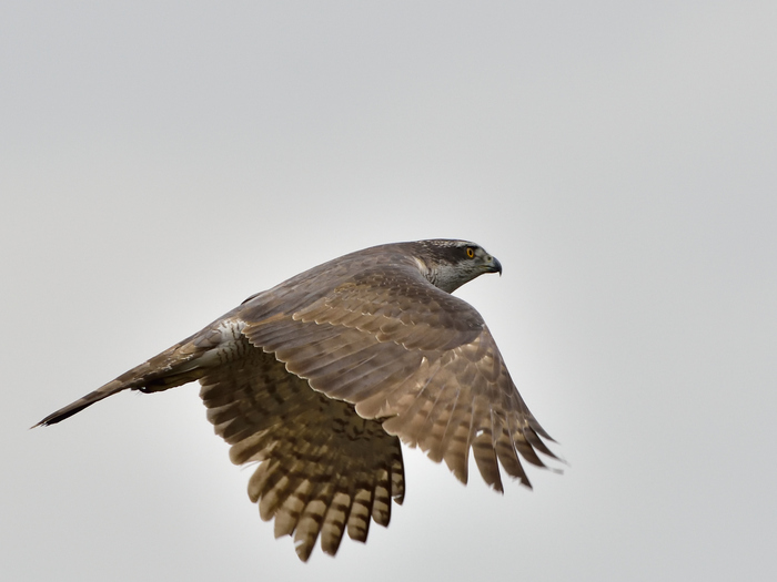 オオタカ（大鷹）/Northern Goshawk_b0309841_23372810.jpg