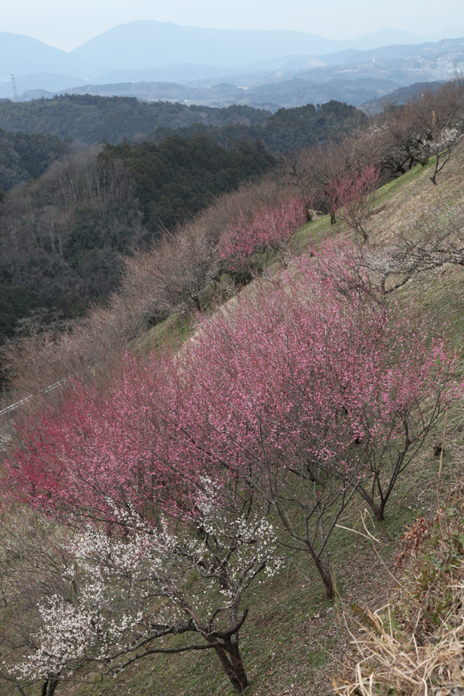 下市町　広橋梅林　梅_c0108146_21551012.jpg