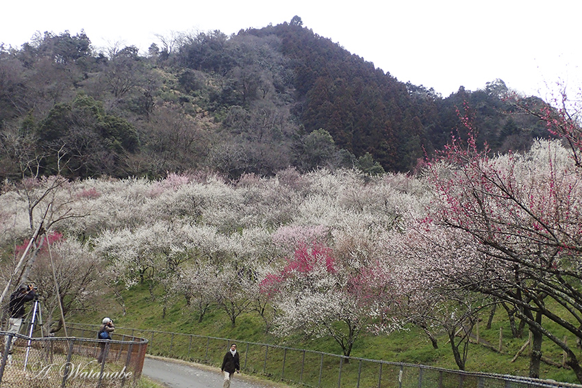 b0167256_21313534.jpg