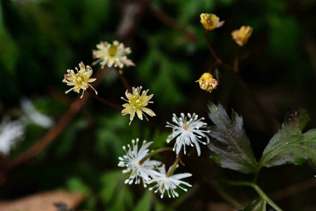 黄色花のセリバオウレン_d0008257_6141841.jpg