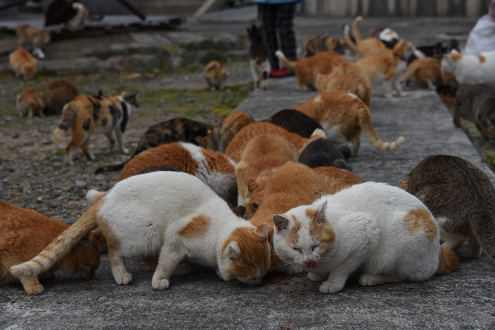 世界最強の猫島!猫まみれの猫パラダイス!愛媛の猫島・青島の猫写真&猫動画アップ!_e0171573_21415757.jpg