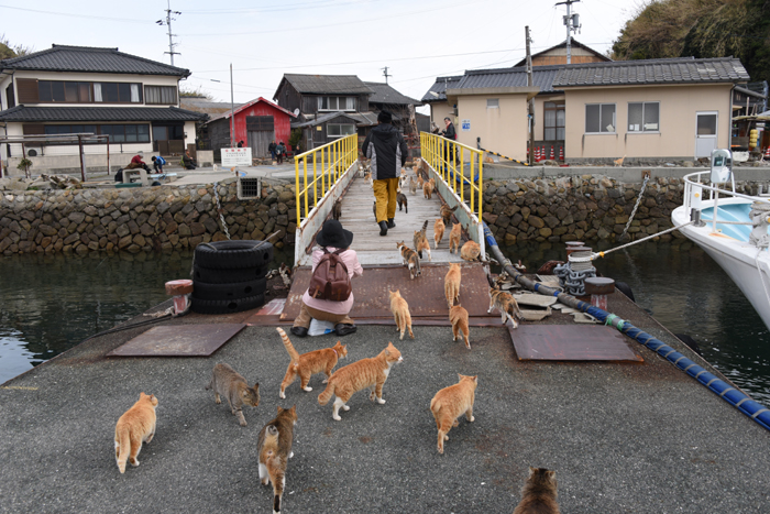 世界最強の猫島!猫まみれの猫パラダイス!愛媛の猫島・青島の猫写真&猫動画アップ!_e0171573_21421419.jpg