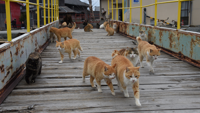 世界最強の猫島！猫まみれの猫パラダイス！愛媛の猫島・青島の猫写真＆猫動画アップ！_e0171573_21424846.jpg