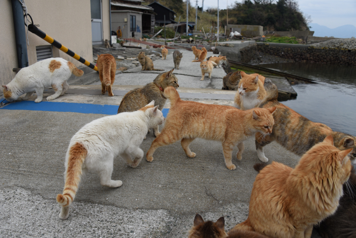 世界最強の猫島!猫まみれの猫パラダイス!愛媛の猫島・青島の猫写真&猫動画アップ!_e0171573_21431497.jpg