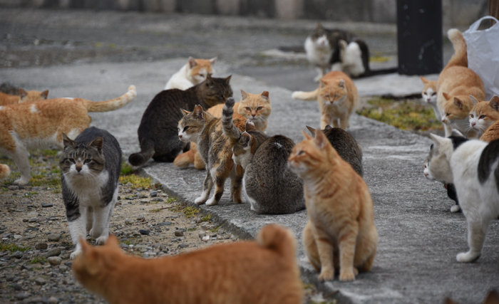 世界最強の猫島！猫まみれの猫パラダイス！愛媛の猫島・青島の猫写真＆猫動画アップ！_e0171573_21433825.jpg