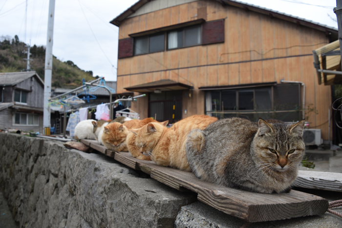 世界最強の猫島!猫まみれの猫パラダイス!愛媛の猫島・青島の猫写真&猫動画アップ!_e0171573_21442551.jpg