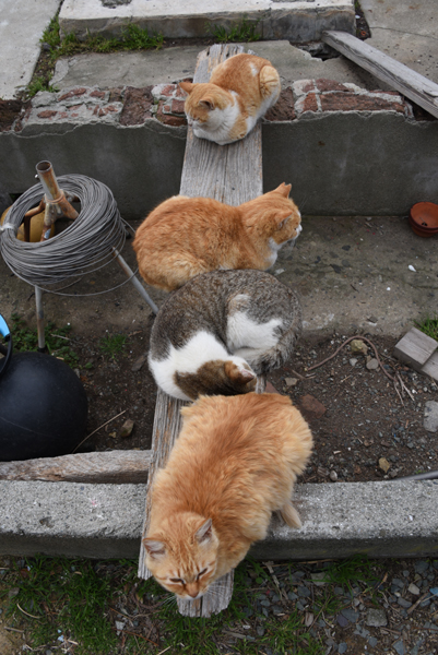 世界最強の猫島！猫まみれの猫パラダイス！愛媛の猫島・青島の猫写真＆猫動画アップ！_e0171573_21445919.jpg