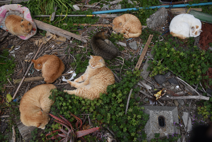 世界最強の猫島!猫まみれの猫パラダイス!愛媛の猫島・青島の猫写真&猫動画アップ!_e0171573_2144890.jpg