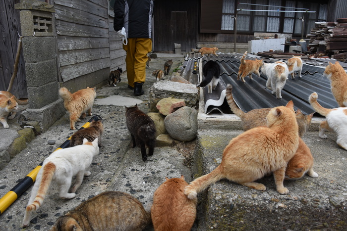 世界最強の猫島!猫まみれの猫パラダイス!愛媛の猫島・青島の猫写真&猫動画アップ!_e0171573_21455746.jpg
