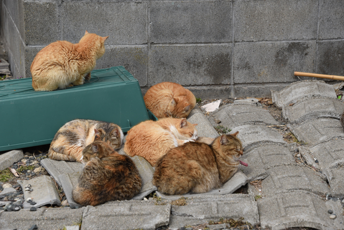 世界最強の猫島!猫まみれの猫パラダイス!愛媛の猫島・青島の猫写真&猫動画アップ!_e0171573_2145938.jpg