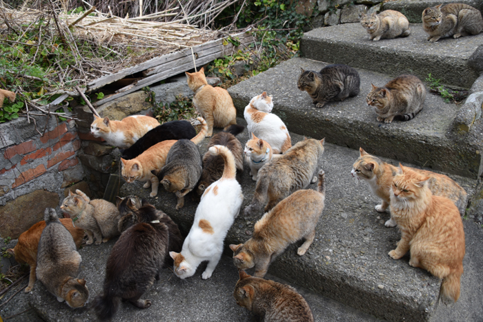 世界最強の猫島!猫まみれの猫パラダイス!愛媛の猫島・青島の猫写真&猫動画アップ!_e0171573_2146103.jpg
