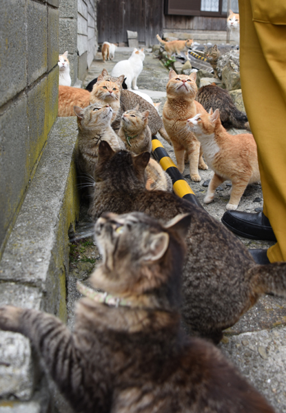 世界最強の猫島！猫まみれの猫パラダイス！愛媛の猫島・青島の猫写真＆猫動画アップ！_e0171573_21462037.jpg