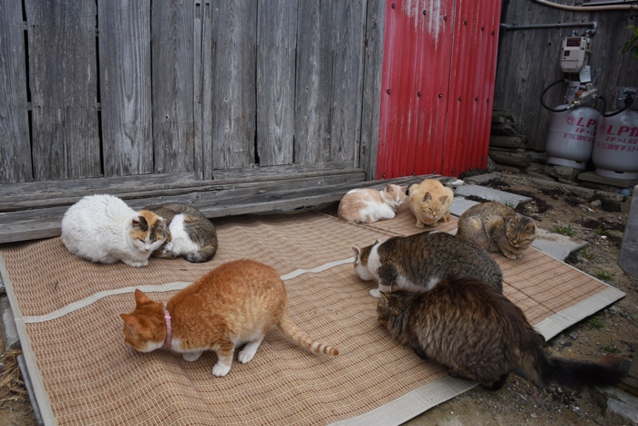 世界最強の猫島!猫まみれの猫パラダイス!愛媛の猫島・青島の猫写真&猫動画アップ!_e0171573_2146387.jpg