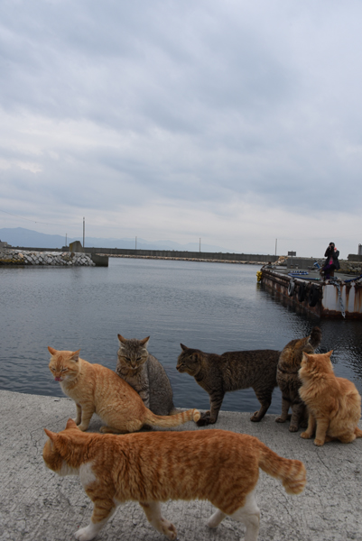 世界最強の猫島!猫まみれの猫パラダイス!愛媛の猫島・青島の猫写真&猫動画アップ!_e0171573_21464681.jpg
