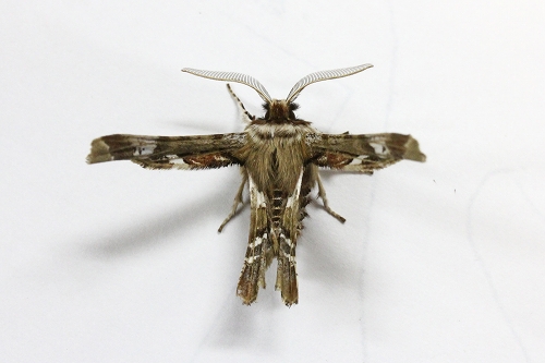 ★早春の生き物「カギモンキリガ」_e0046474_17415693.jpg