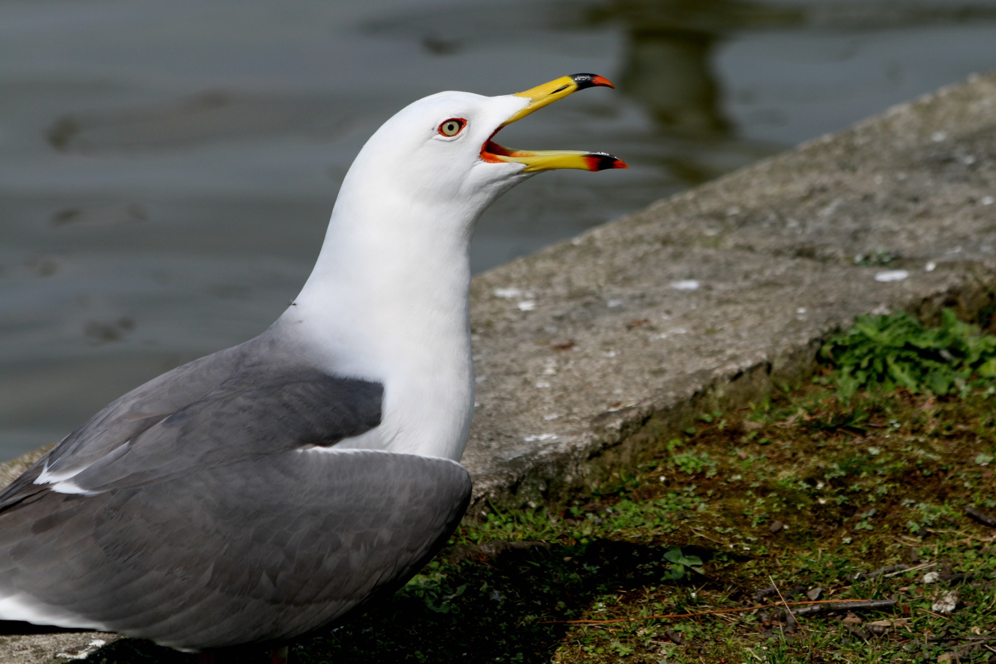 a0127090_945810.jpg