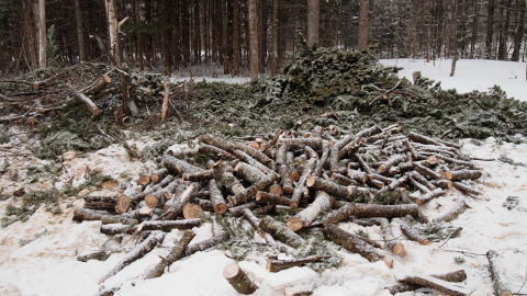 もすぐ春ですね～・・・でも、なごり雪_b0343293_22015522.jpg