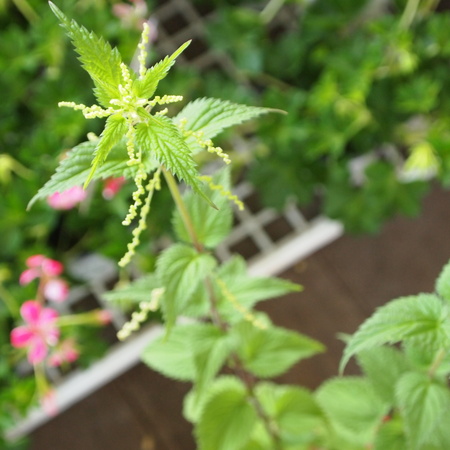 薬草学(基礎)クラスも終了です_a0292194_2221653.jpg