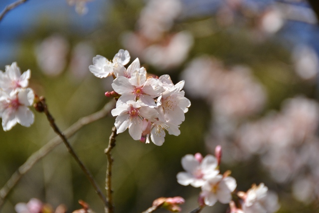 うわぁ～～～　　あっという間に３月も半ば！_a0053796_19415710.jpg