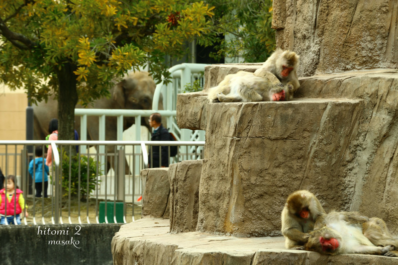 昼下がりの動物園_d0334100_16071088.jpg