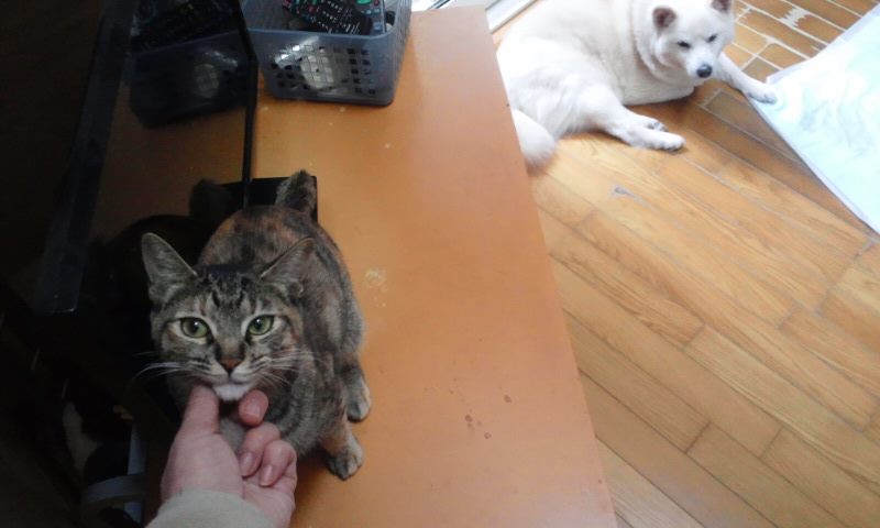医療費のご協力をありがとうございました_f0242002_0432689.jpg