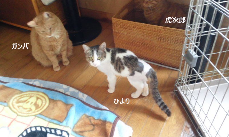 医療費のご協力をありがとうございました_f0242002_0492410.jpg