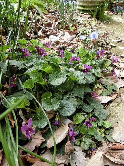 花数が一気に増えちゃいましたっ！_e0234004_1972335.jpg