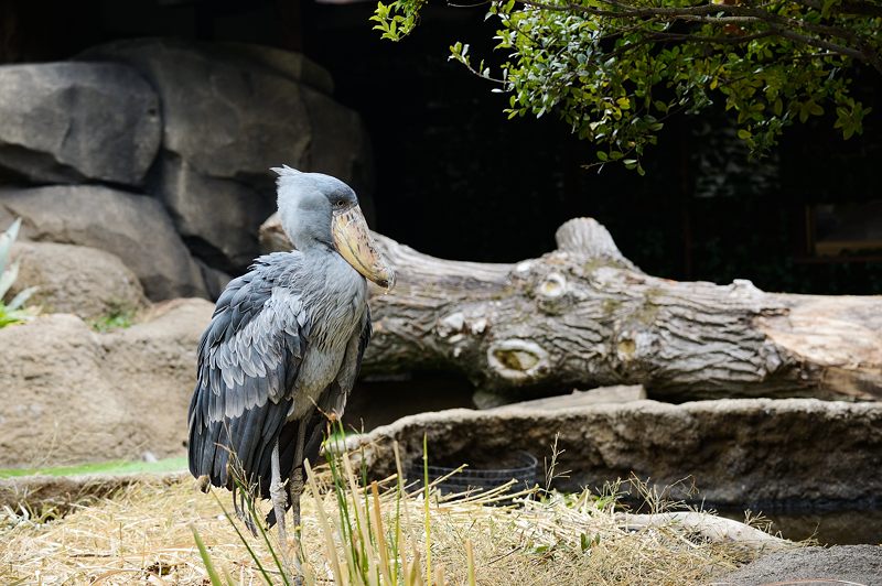 神戸どうぶつ王国 アフリカンウェットランド編 _f0032011_18251226.jpg