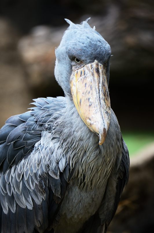 神戸どうぶつ王国 アフリカンウェットランド編 _f0032011_18253660.jpg