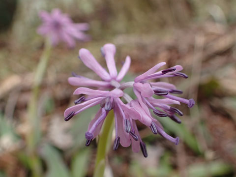 e0293913_1735944.jpg