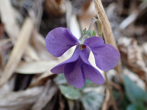e0293913_1755351.jpg
