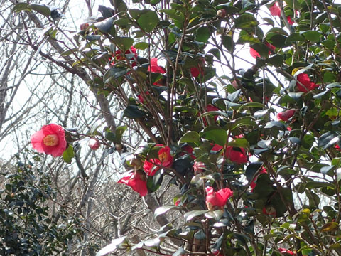 e0293913_1765653.jpg