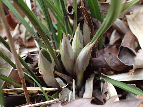 e0293913_1782539.jpg