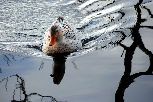 水辺の鳥たち　２_b0209919_2127576.jpg