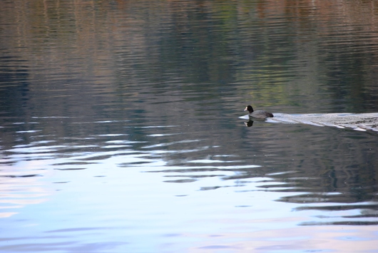 水辺の鳥たち　２_b0209919_21305880.jpg